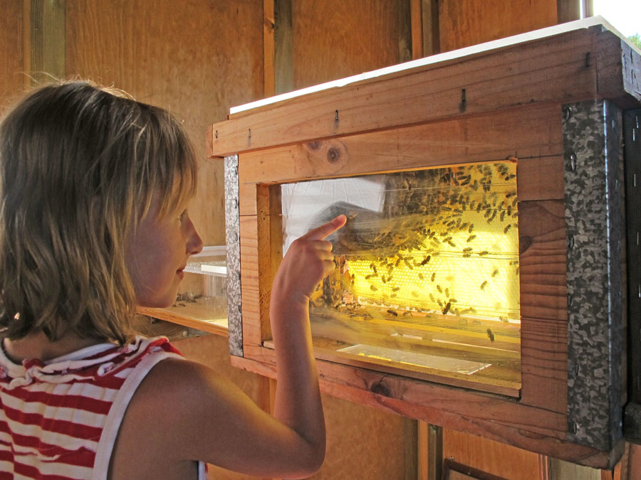 Conoce la vida de las abejas