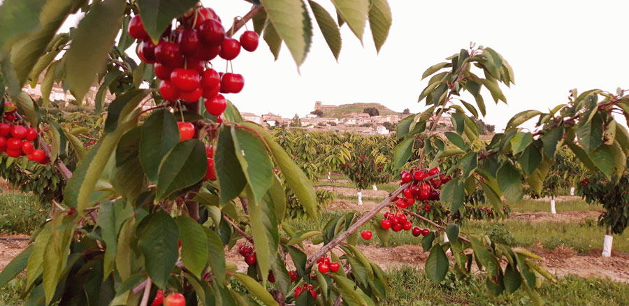 Experiencia campestre. Cerezas de Bolea