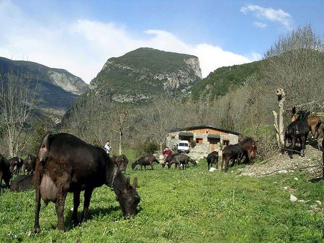 Visita la quesería de Saravillo