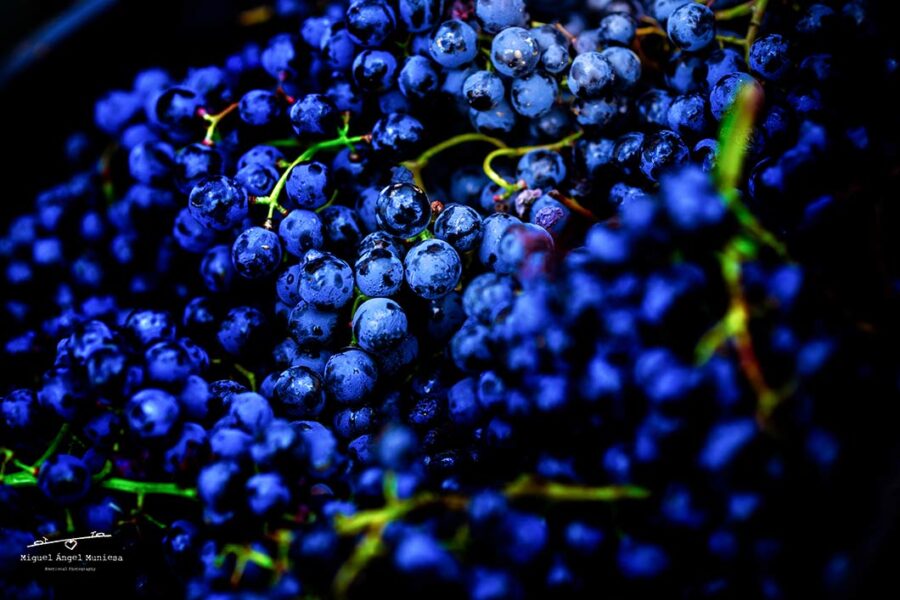 Visita guiada a la Bodega de Ligüerre