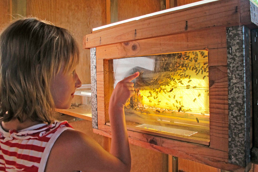 Conoce la vida de las abejas
