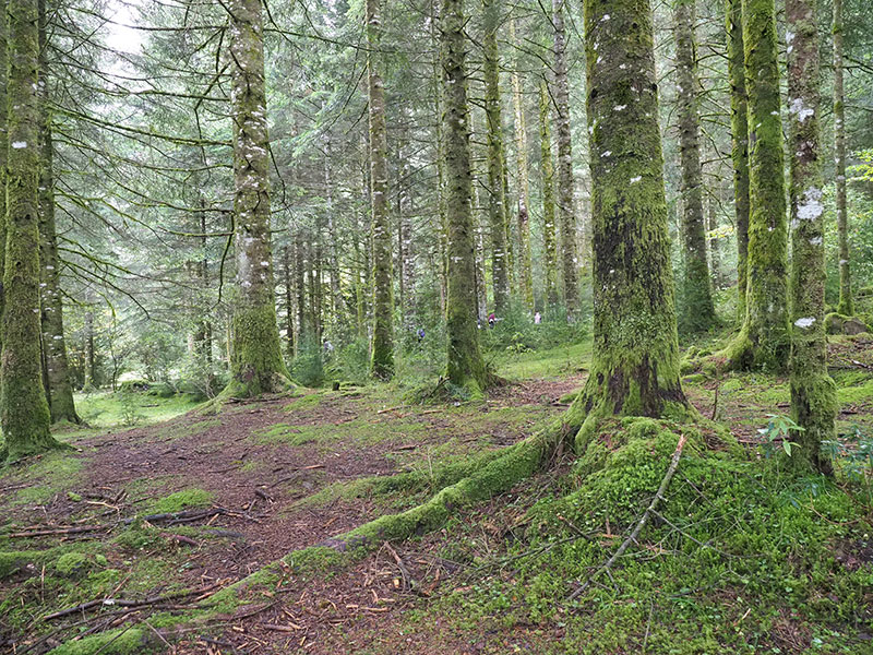 Baños-de-bosque