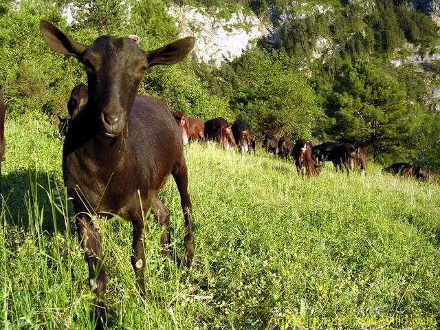 Visita la quesería de Saravillo