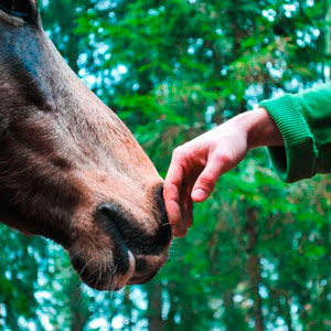 Actividad ecuestre más experiencia