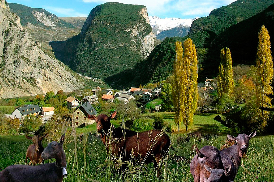 Quesería de Saravillo