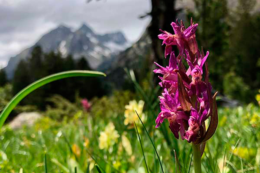 Rutas Pirineos Wildlife