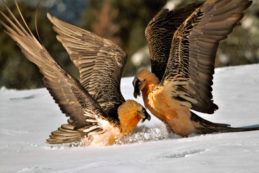 Observar para comprender y respetar